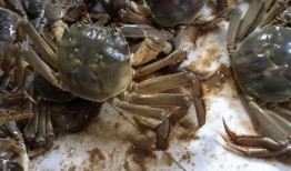 黄河口大闸蟹爆料视频,揭秘美味背后的生态传奇